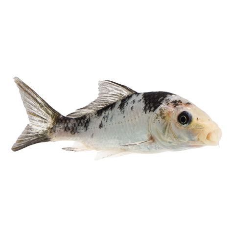 Black and White Koi For Sale .